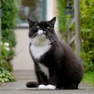 Koje su pasmine mačaka crno-bijelo, kako se zove takve mačke?