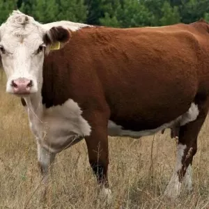 Kazahstan, belogol pasmina krava